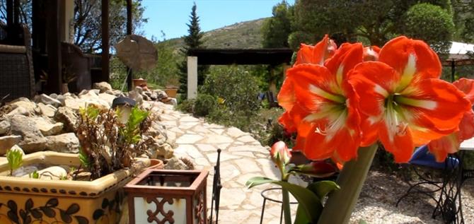 Glorious flowers in the Lavender Garden, Jalon, Alicante