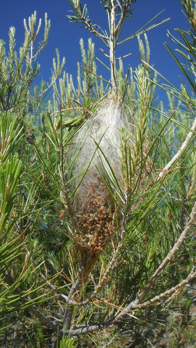 processionary caterpillar nest