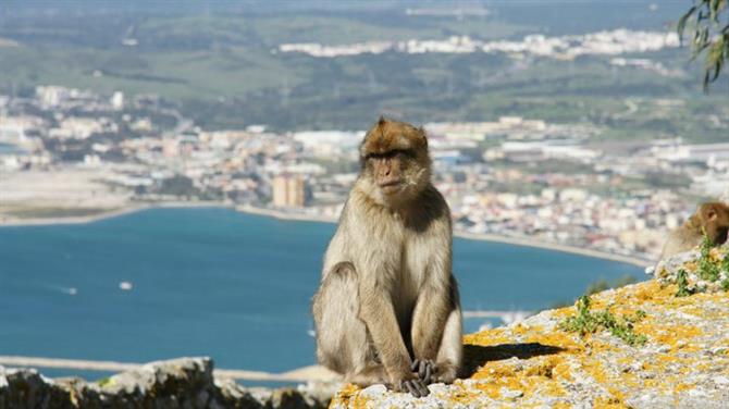 Gibraltarmonkey