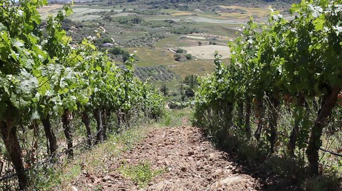 Wijngaarden in Descalzos Viejos wijnmakerij in Ronda, Andalusie