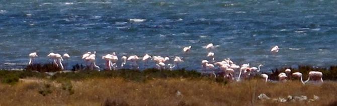 Flamingos in Torrevieja salt lake
