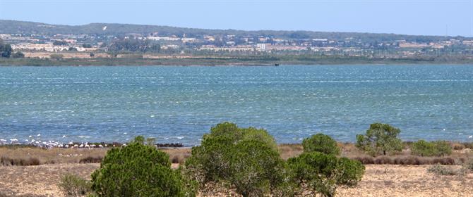 Torrevieja's green lake is a haven for wild birds