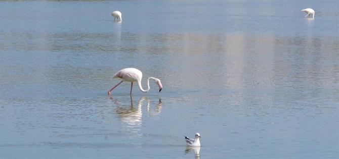 Flamingos flock to the lakes