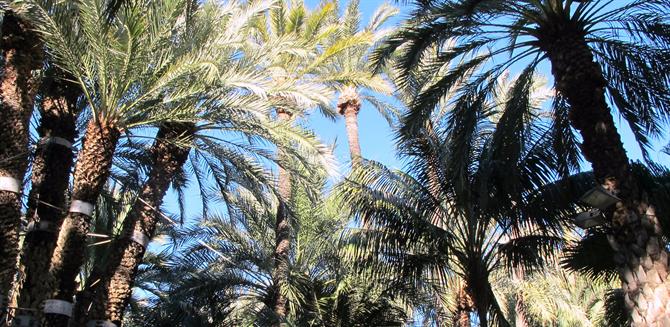 Noen av Elches 200 000 palmetrær
