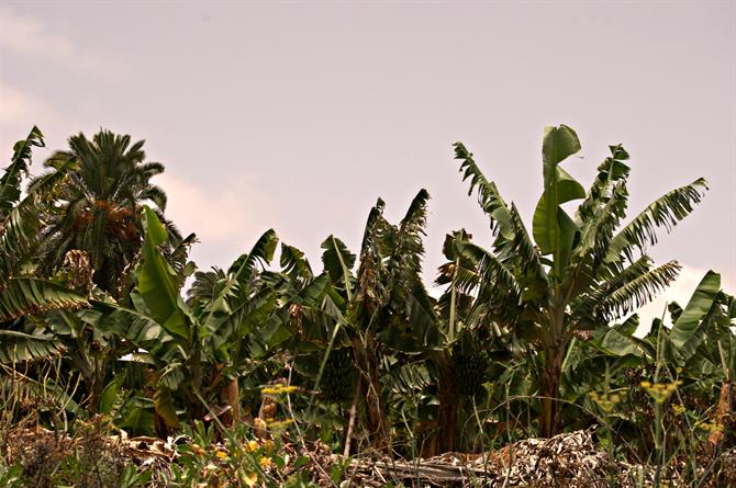 Barranco de Guiniguada banana plantation