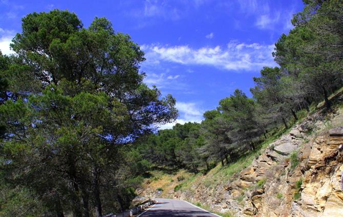 Droga do Los Montes de Malaga