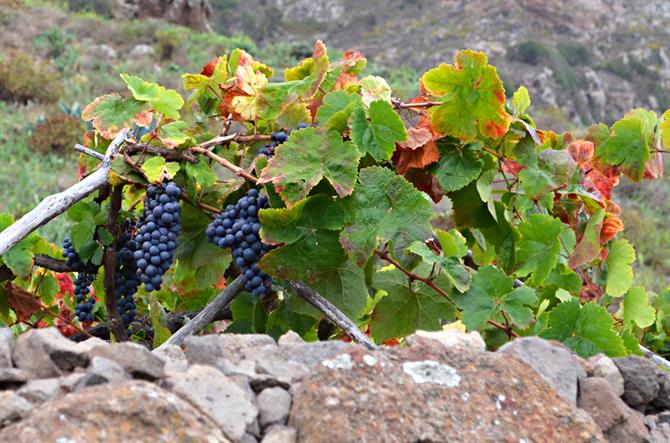 Grapes and Vines, Tenerife