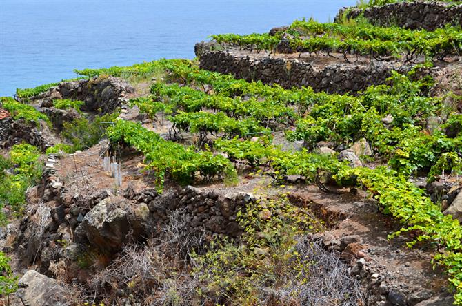 Vines, Tenerife