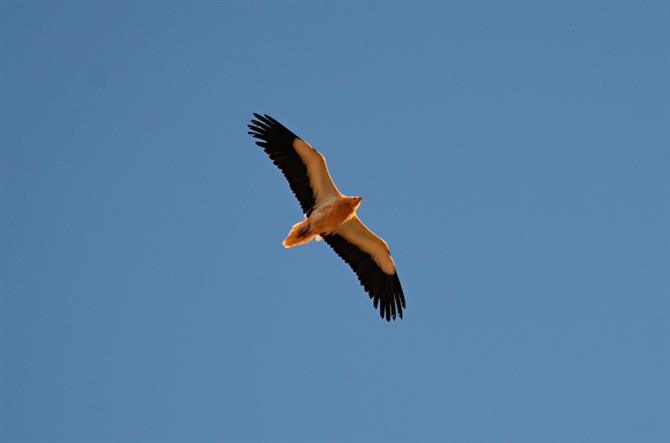 Egyptian Vulture, Los Molinos, Fuerteventura