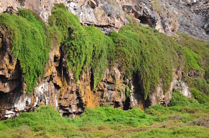 Green ravine, Fuerteventura