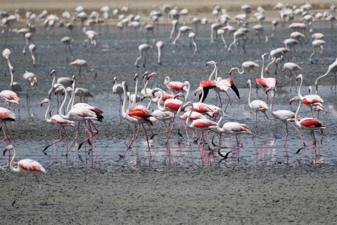 Flamingos in Cabo de Gata