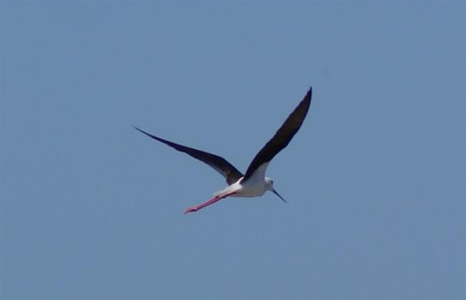 Black-winged Stilt