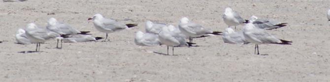 mixed gulls