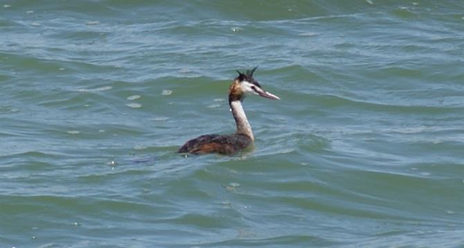 Great Crested Grebe