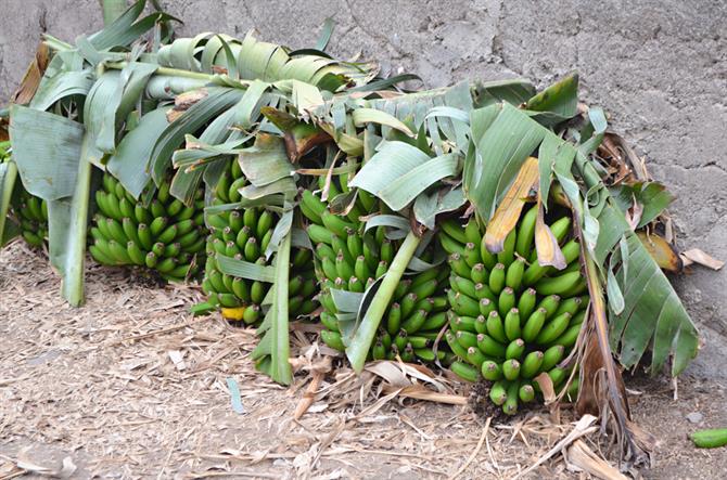 Bananas, Hermigua, La Gomera