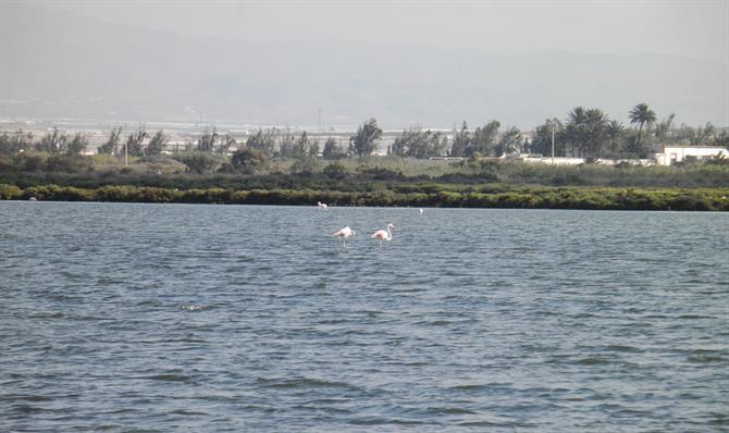 Flamingoer Salinas Cabo de Gata