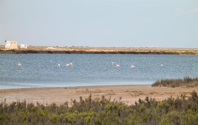 Flamingoer Salinas Cabo de Gata