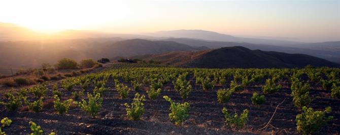 Wein gedeiht im Klima von Montenegro (Almeria)