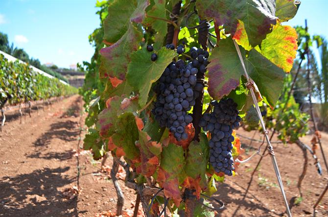 Vineyard, Candelaria, Tenerife