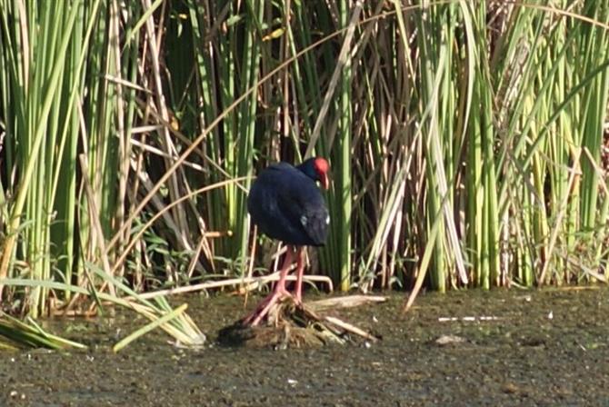 Purple swamphen