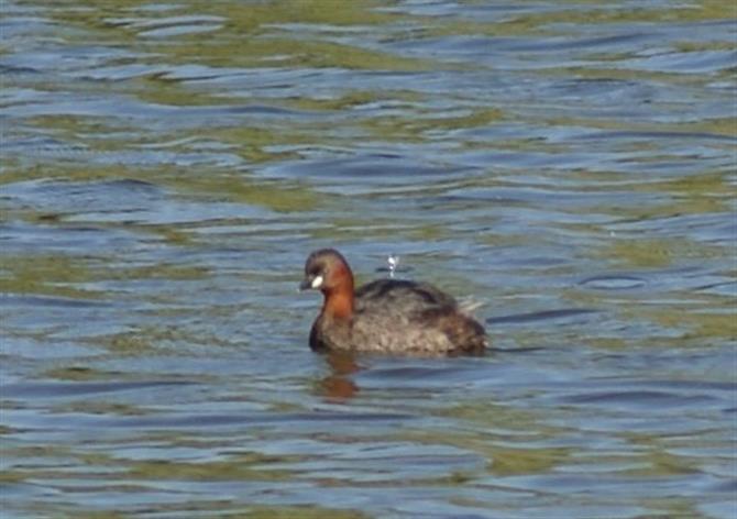 Birdwatching Motril