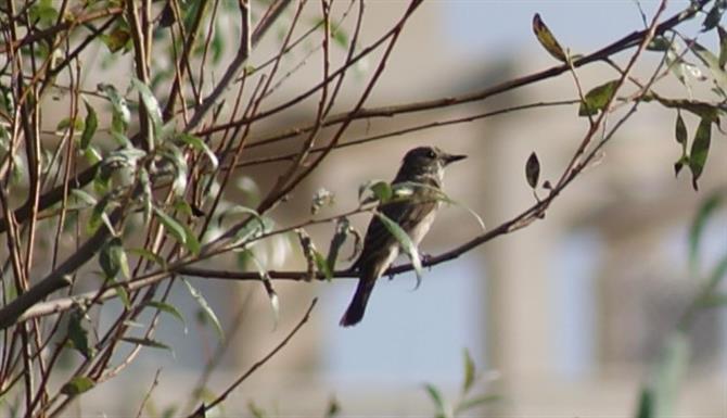 birdwatching motril