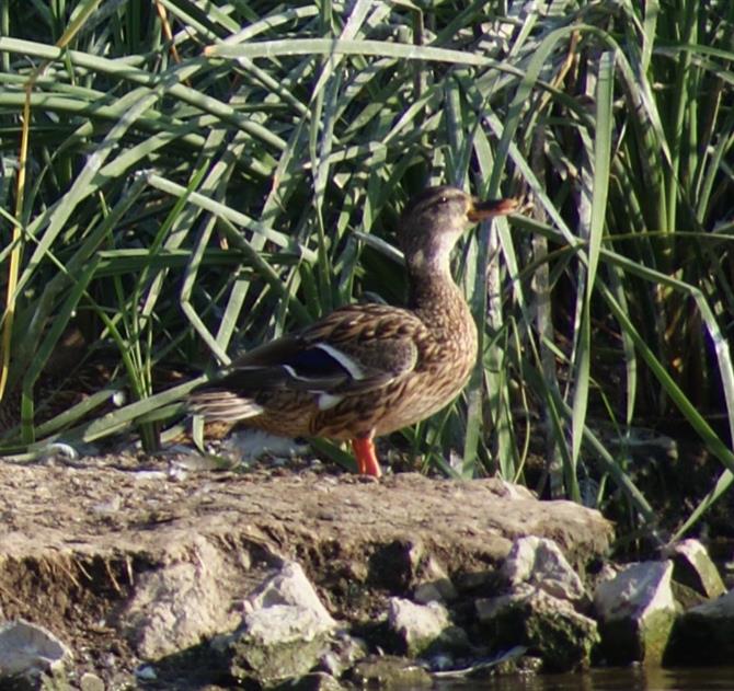 birdwatching motril