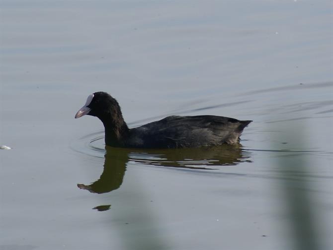 Birdwatching Motril