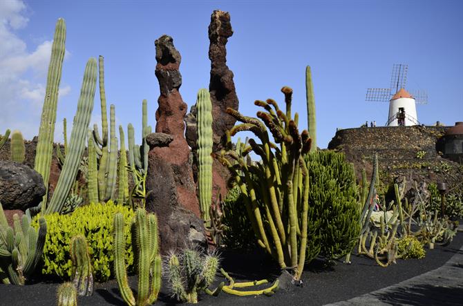 Jardin de cactus, Lanzarote - îles Canaries (Espagne)