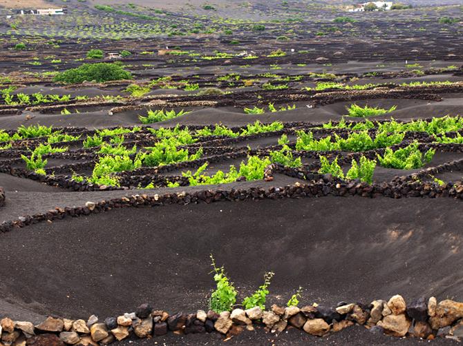 Winnice, La Geria, Lanzarote