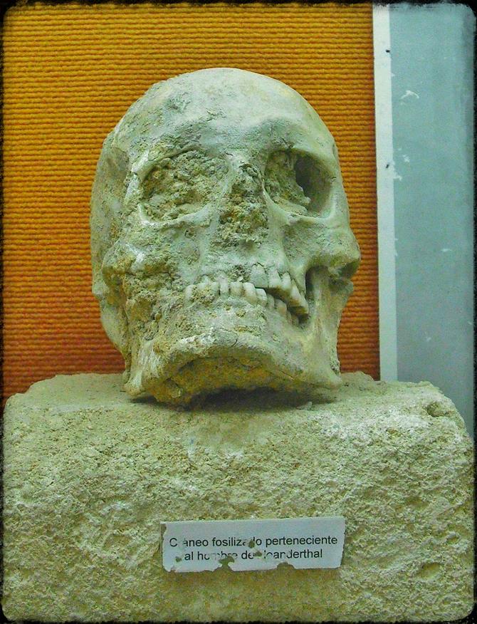 Head of Neanderthaler