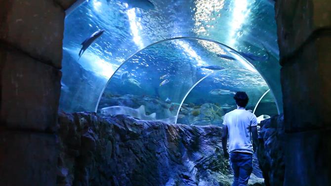 Akwarium Sea Life Aquarium