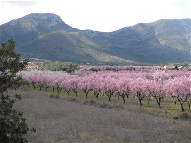 Almendros en flor en primavera en el Valle del Jalón