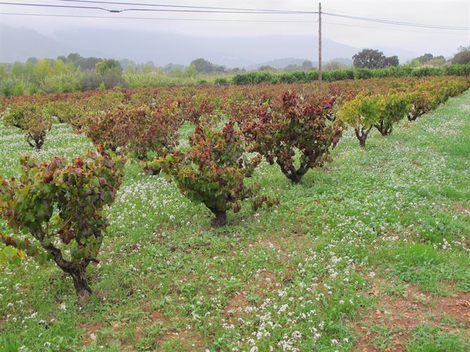 Vineyards in Jalon Valley, Alicante