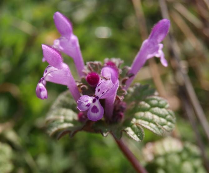 flower spotted dead nettle