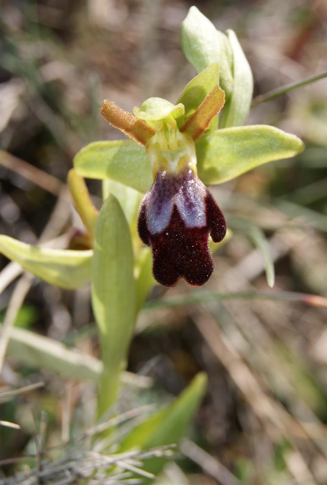 sombre bee orchid