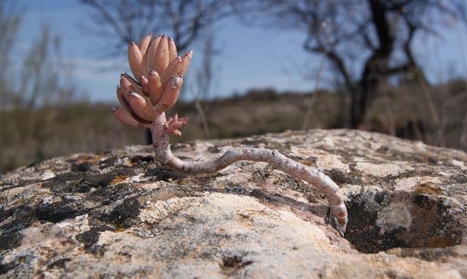 flower/succulent