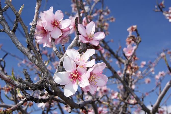 almond blossom