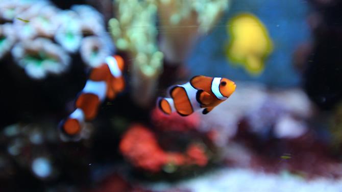 Der beliebte und berühmte Clownfisch "Nemo"