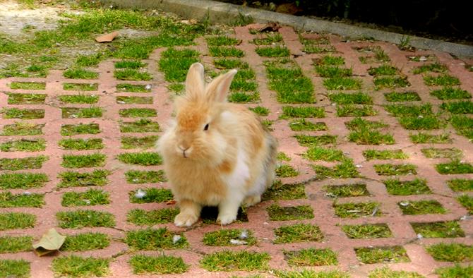 Rabit at Parque de la Paloma, Benalmadena