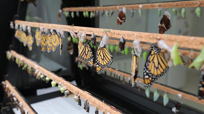 Butterfly Park, Benalmadena