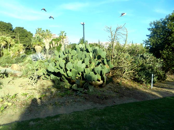 Kaktus i Paloma-parken i Benalmádena