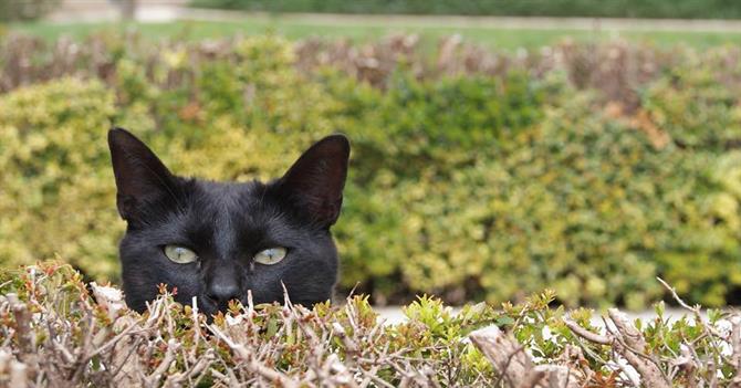 Cat - Garcia Lorca Park